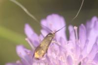 Nemophora metallica