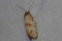 Neocochylis molliculana