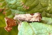 Notocelia uddmanniana