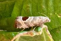 Notocelia uddmanniana