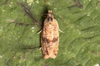 Celypha striana