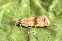 Celypha striana