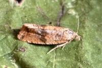 Celypha striana