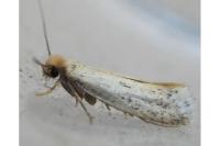 Anomalotinea liguriella