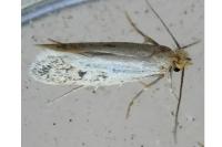 Anomalotinea liguriella