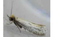 Anomalotinea liguriella