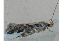 Aristotelia decoratella