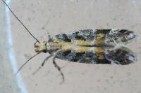 Aristotelia decoratella
