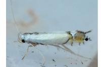 Phyllocnistis