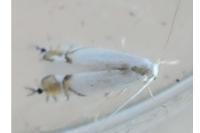 Phyllocnistis