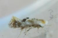 Bucculatrix
