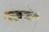 Bucculatrix
