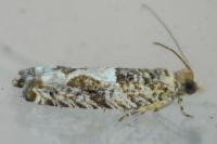 Crocidosema plebejana
