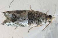 Crocidosema plebejana