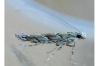Acrocercops cocciferellum