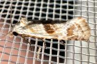 Cochylimorpha straminea/alternana