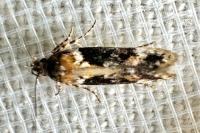 Caryocolum tricolorellum