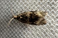 Celypha lacunana