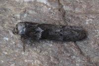 Blastobasis