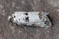 Epinotia dalmatana