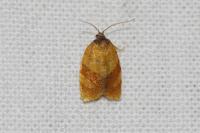 Cacoecimorpha pronubana