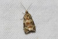 Celypha lacunana
