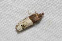 Notocelia roborana