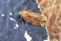 Archips xylosteana
