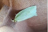 Tortrix viridana
