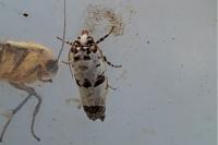 Epinotia dalmatana