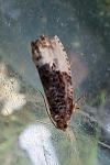 Hedya nubiferana