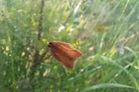 Carcina quercana