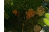 Tischeria dodonaea