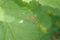 Stigmella microtheriella