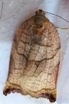 Archips podana