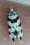Pseudotelphusa scalella