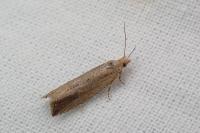 Bactra lancealana
