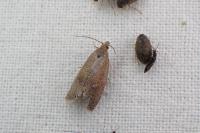 Celypha rosaceana