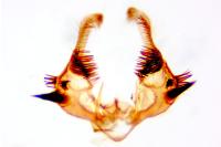 Celypha rosaceana