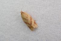 Clepsis pallidana