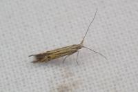 Coleophora limoniella