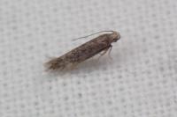 Ivanauskiella occitanica