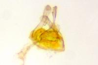 Ivanauskiella occitanica