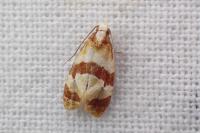 Phalonidia albipalpana