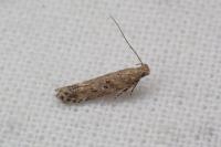 Scrobipalpa salinella
