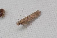 Scrobipalpa salinella