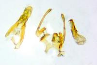 Scrobipalpa salinella