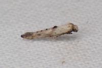 Epermenia aequidentella