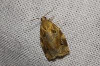 Archips xylosteana