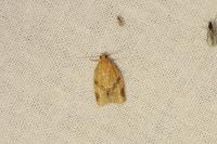 Clepsis consimilana